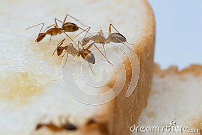 Anoplolepis gracilipes, yellow crazy ants, on Sliced â€‹â€‹bread, Stock Photo